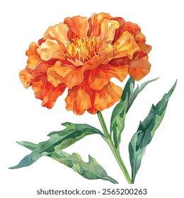 Watercolor vector of Marigold flower, isolated on a white background, Marigold painting