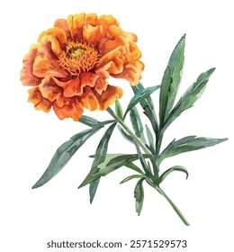 Watercolor vector of Marigold, isolated on a white background, Marigold painting