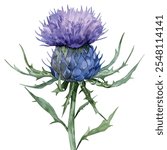 Watercolor vector of milk thistle flower, isolated on a white background, milk thistle painting