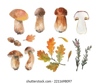 Watercolor vector Mushroom set. Oak watercolor leaves and 
acorn. Pressed mushrooms. Vector autumn nair. Collection Mushroom.