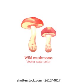 Watercolor vector mushrooms