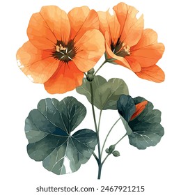 Watercolor vector of a nasturtium flower, isolated on a white background,  nasturtium flower vector, drawing clipart, Illustration Vector, Graphic Painting, design art, logo