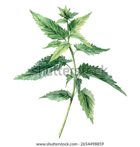 A watercolor vector of nettle, isolated on white background.


