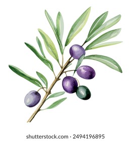 Watercolor vector of olive branch, isolated on a white background, olive branch clipart