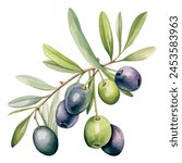 Watercolor vector of a olive with leaves, isolated on a white background, design art, drawing clipart, Illustration painting, Graphic logo, olive vector 