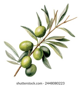 Vector de acuarela de una aceituna con hojas, aislado sobre un fondo blanco, arte de diseño, Clipart de dibujo, cuadro de ilustración, logotipo gráfico, Vector de oliva 