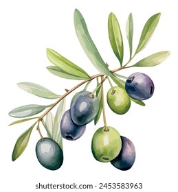 Aquarell-Vektorgrafik einer Olive mit Blättern, isoliert auf einem weißen Hintergrund, Design-Kunst, Zeichnen Clipart, Illustration Gemälde, Grafik-Logo, Oliven-Vektorgrafik 