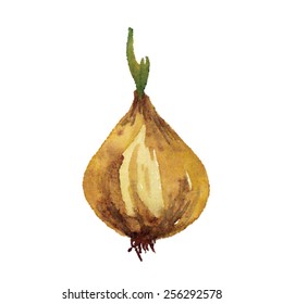 Watercolor vector onion