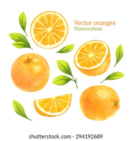 Watercolor vector oranges