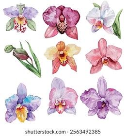 Watercolor vector of Orchid collection, isolated on a white background, Orchid painting