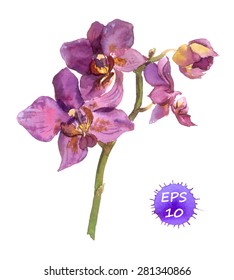 Watercolor  vector orchid flower