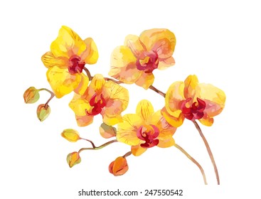 Watercolor vector orchid flowers on white background.