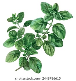 Watercolor vector of a oregano with leaves, isolated on a white background, oregano vector, drawing clipart, Illustration Vector, Graphic Painting, design art, logo