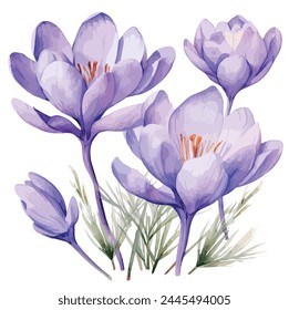 Watercolor vector Painting of a saffron flower (Purple crocus flowers), isolated on a white background, vector format, art design, Illustration Graphic, painting clipart.