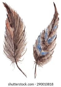 Watercolor vector pair feather isolated 