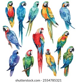 Watercolor vector of Parrot collection, isolated on a white background, Parrot painting.