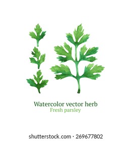 Watercolor Vector Parsley