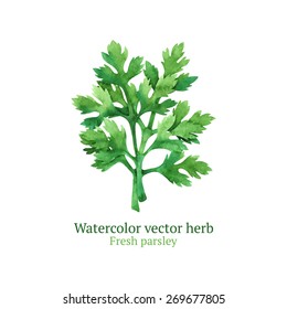 Watercolor Vector Parsley