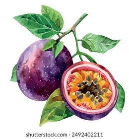 Watercolor vector of Passion fruit, isolated on a white background, Passion fruit clipart