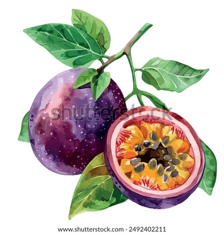 Watercolor vector of Passion fruit, isolated on a white background, Passion fruit clipart