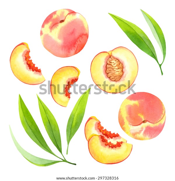 Watercolor Vector Peaches Stock Vector (Royalty Free) 297328316