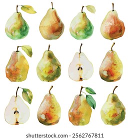 Watercolor vector of Pear collection, isolated on a white background, Pear painting