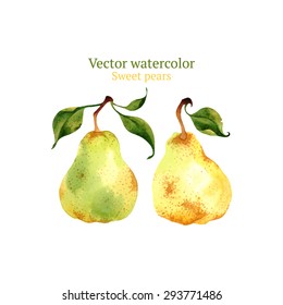 Watercolor vector pears