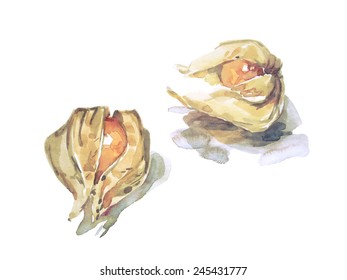 Watercolor vector physalis isolated on white (shadows are on second layer)