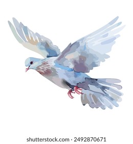 Watercolor vector of pigeon, isolated on a white background, pigeon clipart