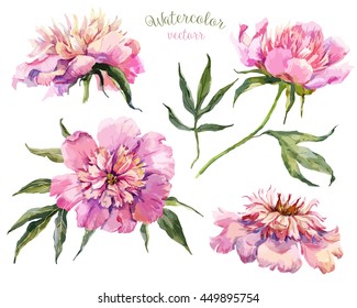 aquarela vetor peônia rosa, um conjunto de objeto isolado, ilustração vetorial, cartão de convite