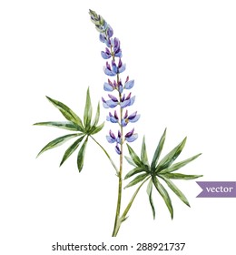watercolor vector plant flower lupine, isolated object, botanical illustration