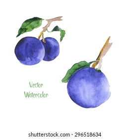 Watercolor vector plums