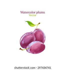 Watercolor vector plums