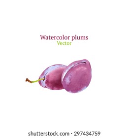 Watercolor vector plums