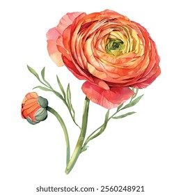 Watercolor vector of Ranunculus, isolated on a white background, Ranunculus painting