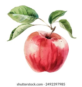 Watercolor vector of Red apple, isolated on a white background, Red apple vector, drawing clipart, Illustration Vector, Graphic Painting, design art, logo