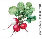 Watercolor vector of red radish, isolated on a white background, red radish painting