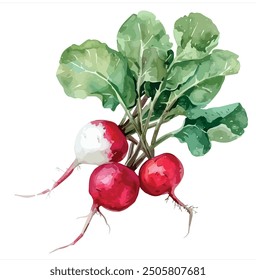 Watercolor vector of red radish, isolated on a white background, red radish painting