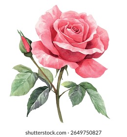 A watercolor vector of rosa flower, isolated on white background.
