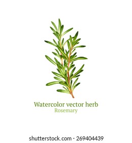 Watercolor Vector Rosemary