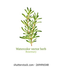 Watercolor Vector Rosemary