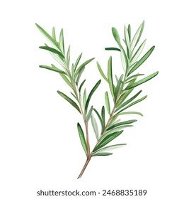 Watercolor vector of rosemary , isolated on a white background, rosemary vector, drawing clipart, Illustration Vector, Graphic Painting, design art, logo