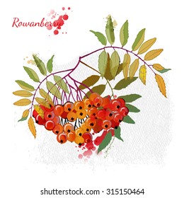 watercolor vector rowan berry