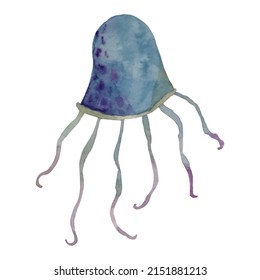 Watercolor vector sea jellyfish on a white background.