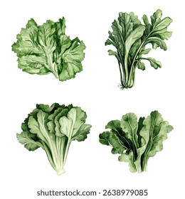 Watercolor vector set of fresh lettuce leaves. Hand-painted salad greens illustration. 