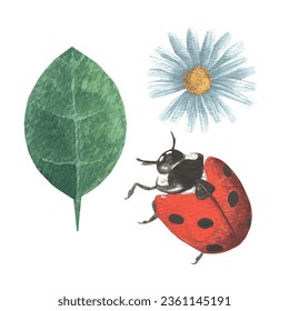 Conjunto de vectores de acuarela, ladybug, hoja y margarita. Dibujo manual.