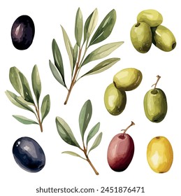 Watercolor vector of set olive on a tree branch, isolated on a white background, olive vector, Illustration painting, Graphic logo, olive drawing, design art