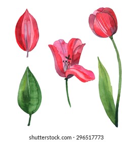 Watercolor vector set with red tulip