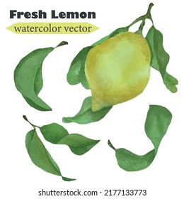 watercolor vector set similiar lemon with leaves