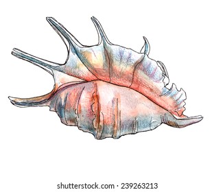 Watercolor. Vector. Shell